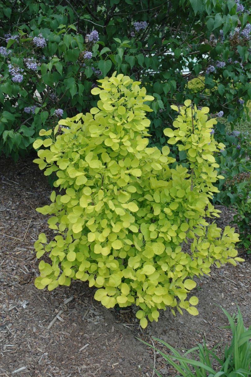 Smokebush, Golden Spirit