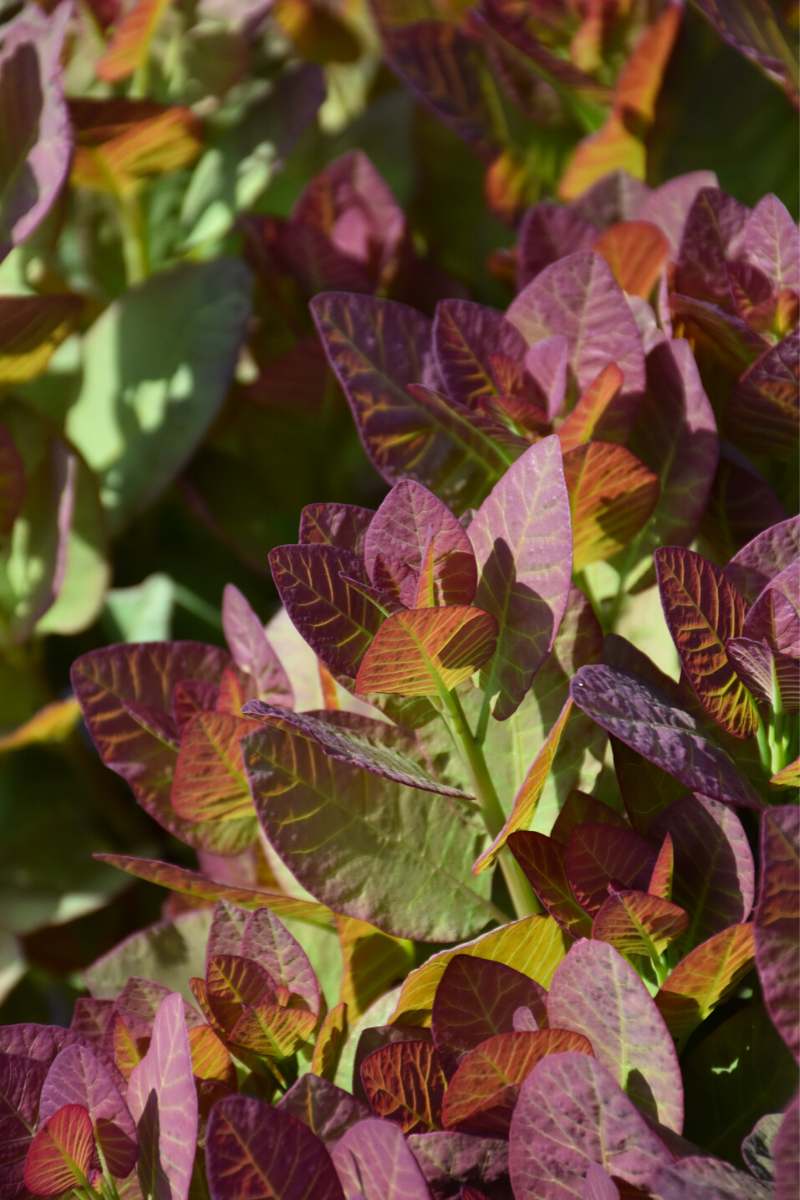 Smokebush, Old Fashioned