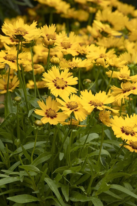 Coreopsis, Bright Touch