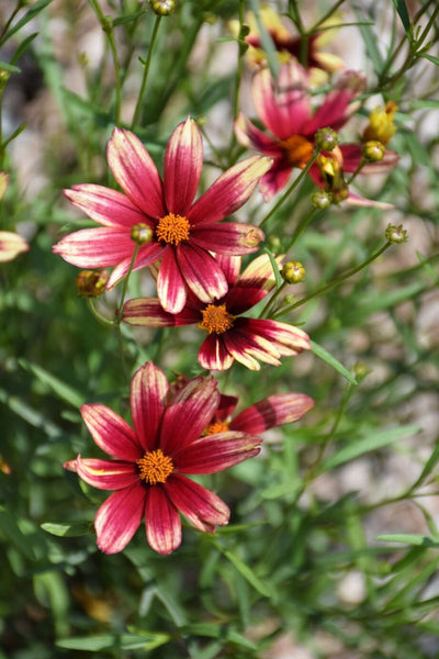 Coreopsis, Lil Bang Red Elf