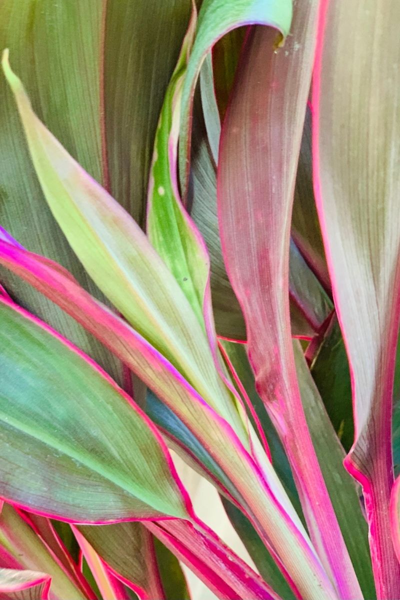 Cordyline, Maria