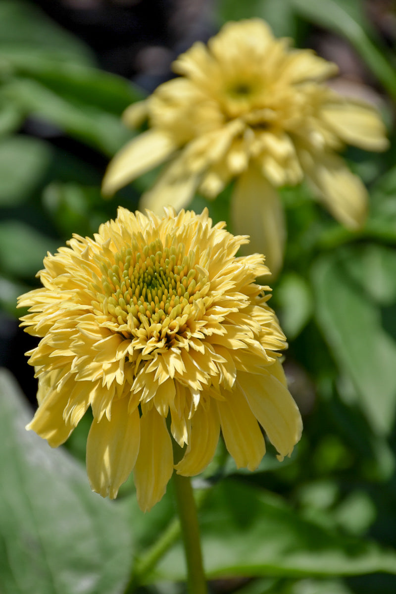 Coneflower, Lemon Drop 1G