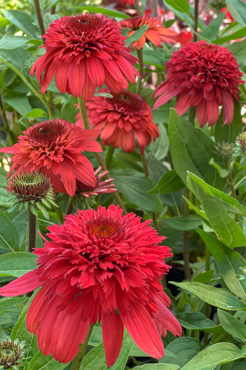 Coneflower, Raspberry Deluxe