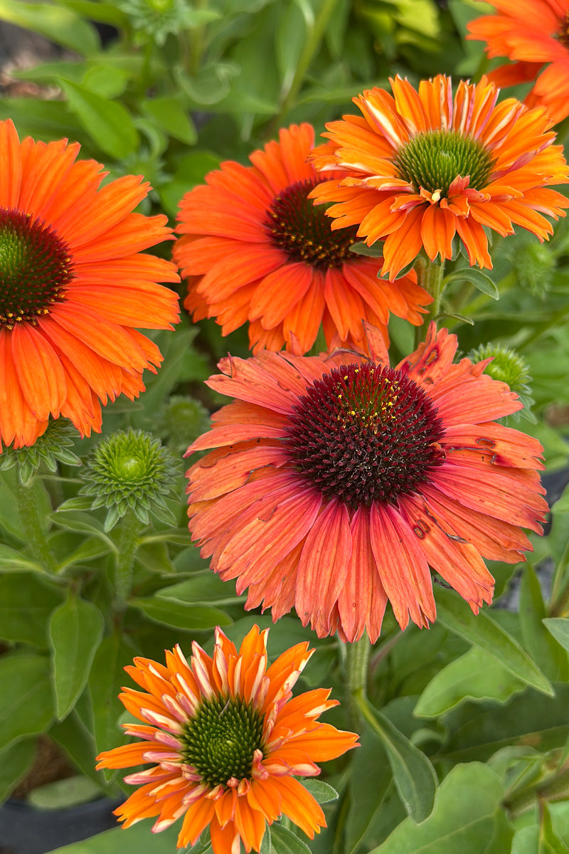 Coneflower, Sunseeker Mineola