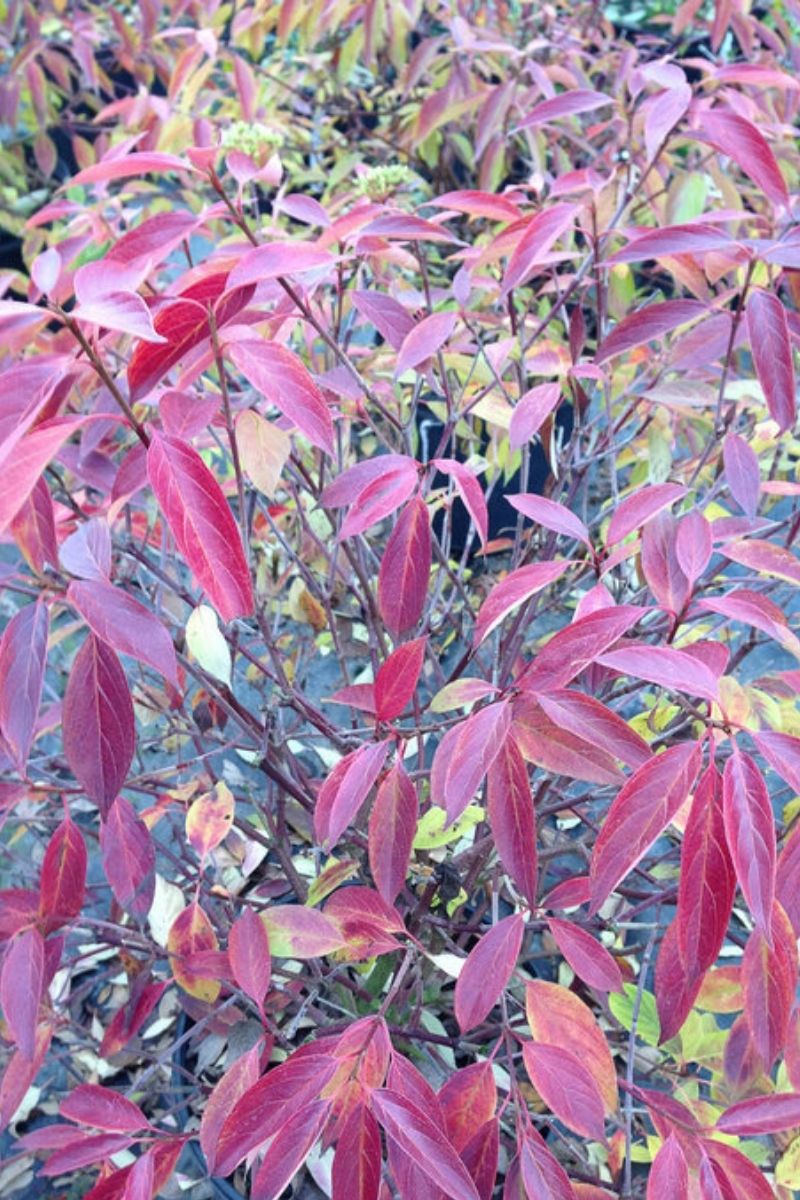Dogwood, Silky Red Rover