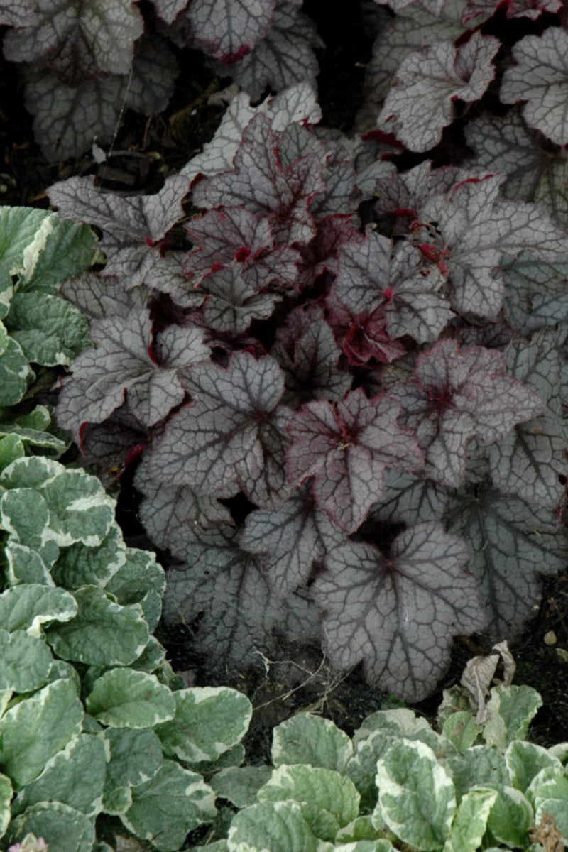 Coral Bells, Carnival Plum Crazy