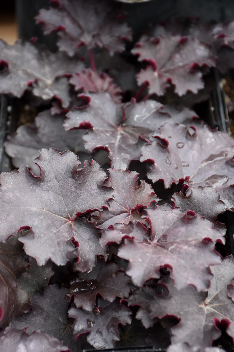 Coral Bells, Heureka Black Knight