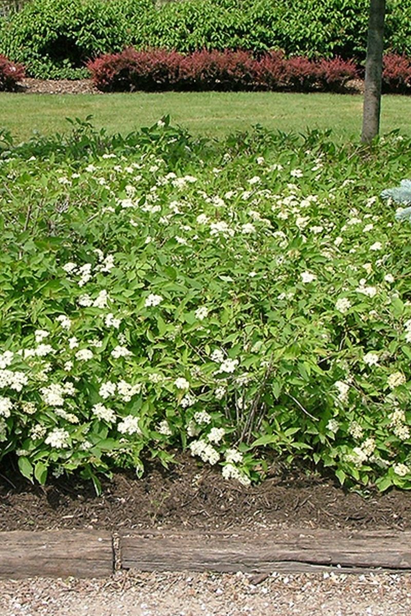 Dogwood, Gray Muskingum