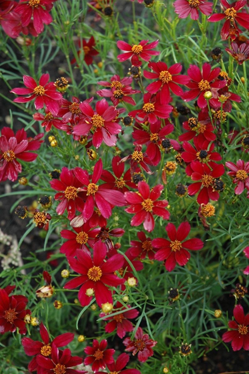 Coreopsis, Red Satin