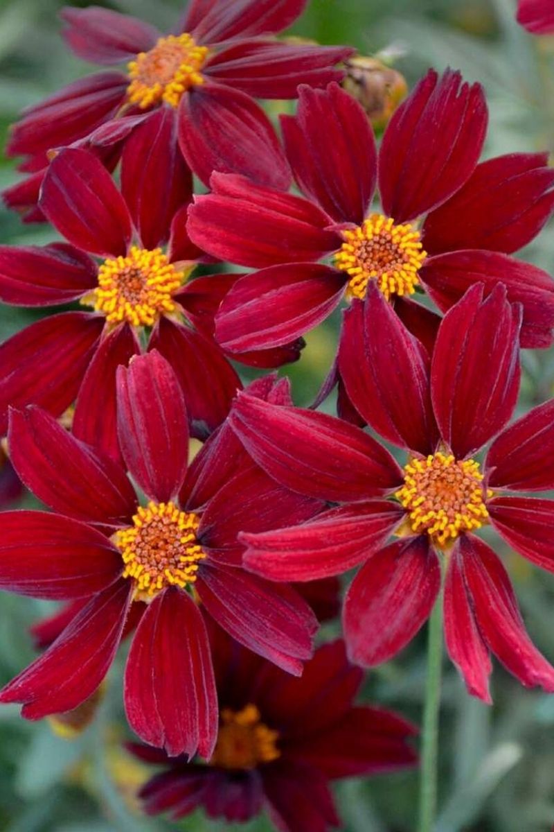 Coreopsis, Red Satin