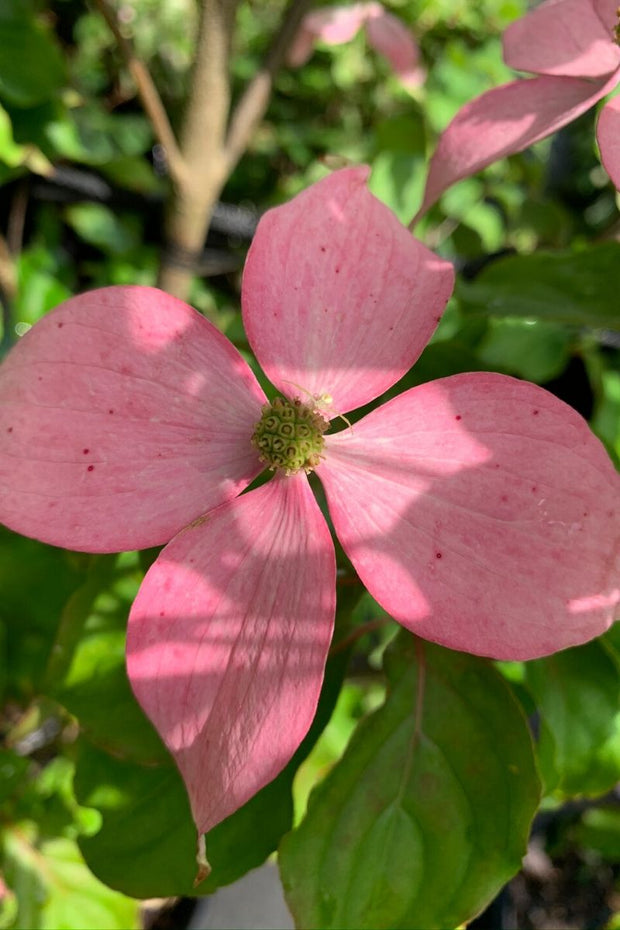 Dogwood, Scarlet Fire