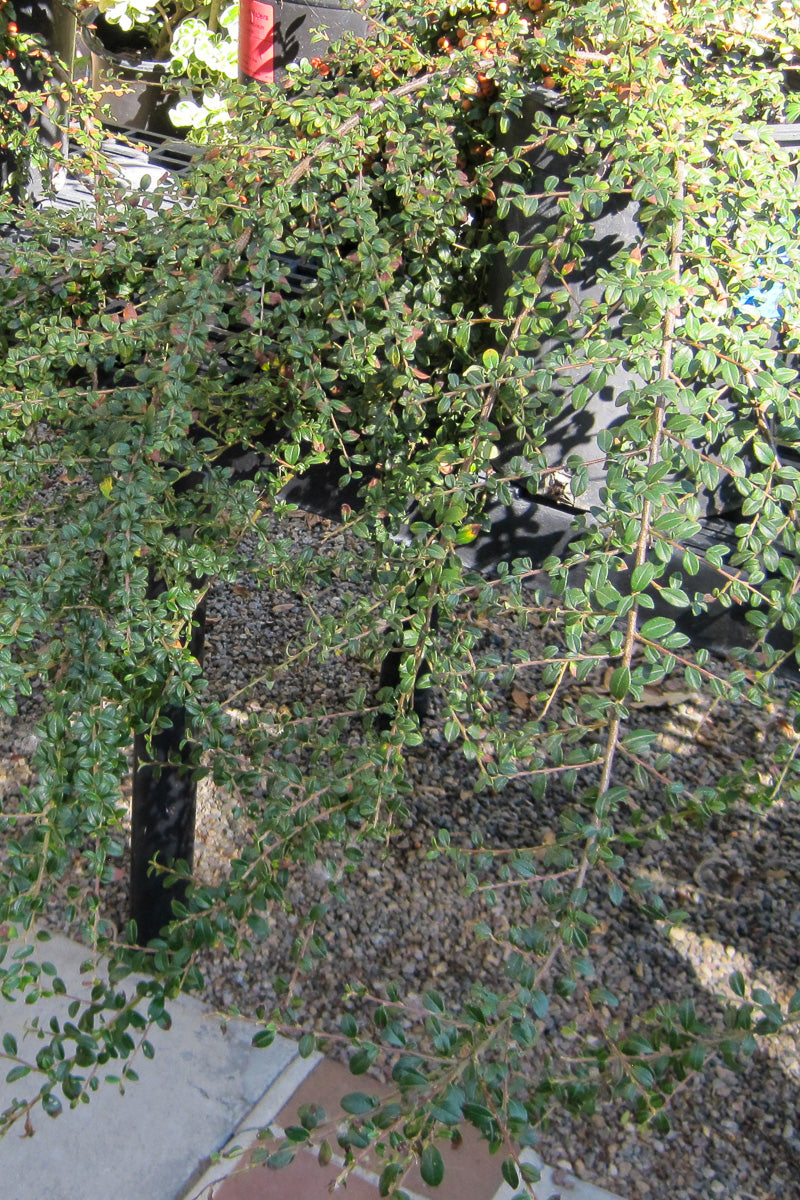 Cotoneaster, Lowfast