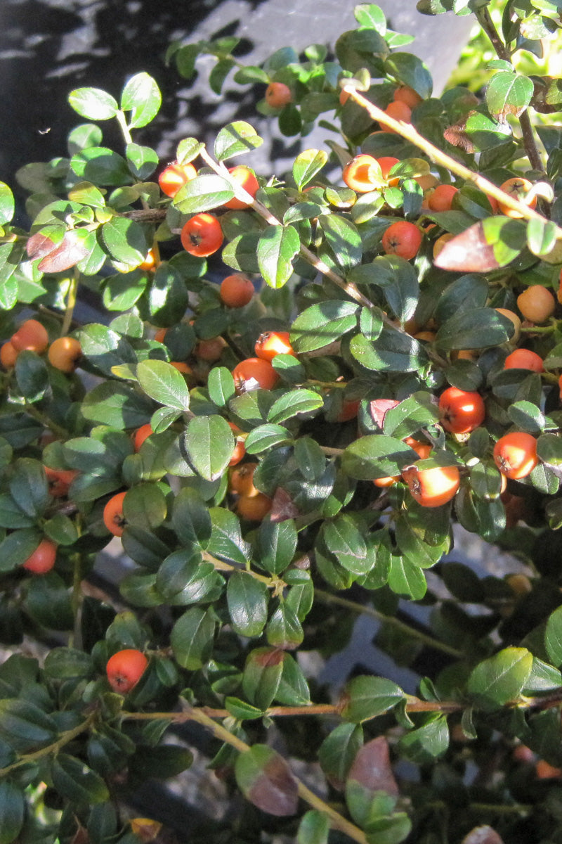 Cotoneaster, Lowfast