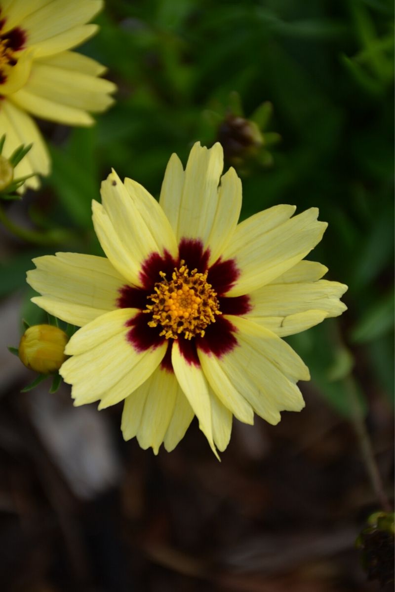 Coreopsis, Up Tick Cream&Rd