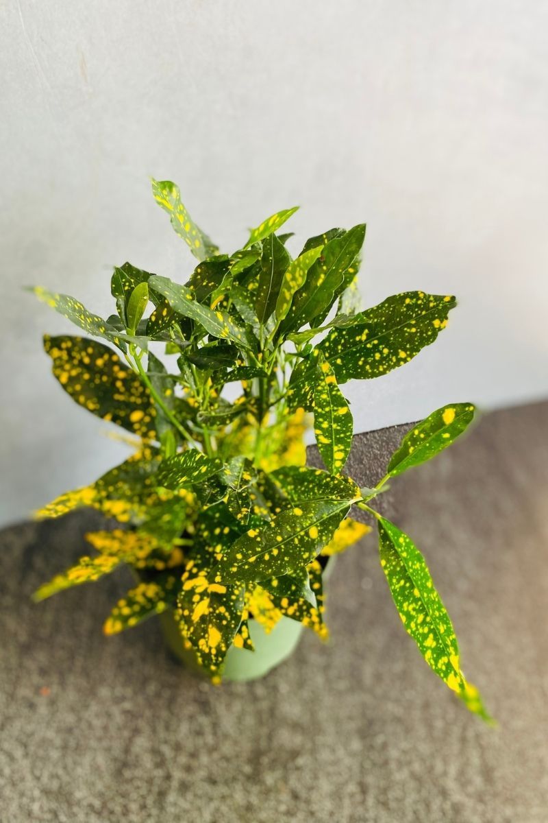 Croton, Golddust 4"