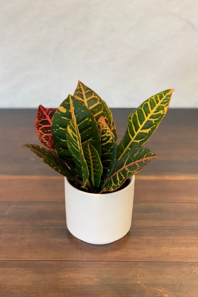 Croton, Petra 4"