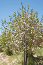 Prairie Crabapple in pink bloom