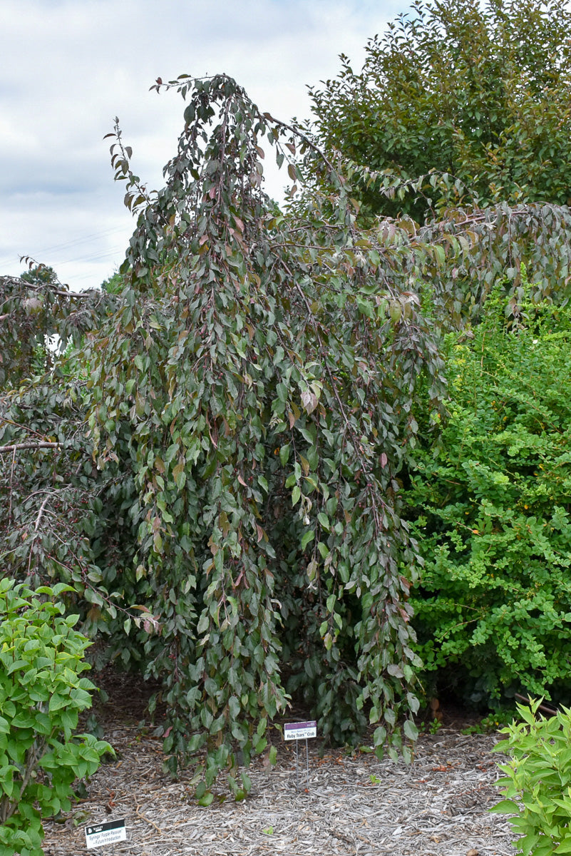 Crabapple, Ruby Tears