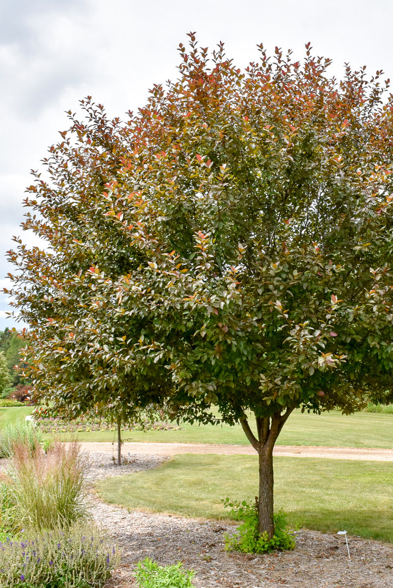 Crabapple, Velvt Pillr   Pk-Rd