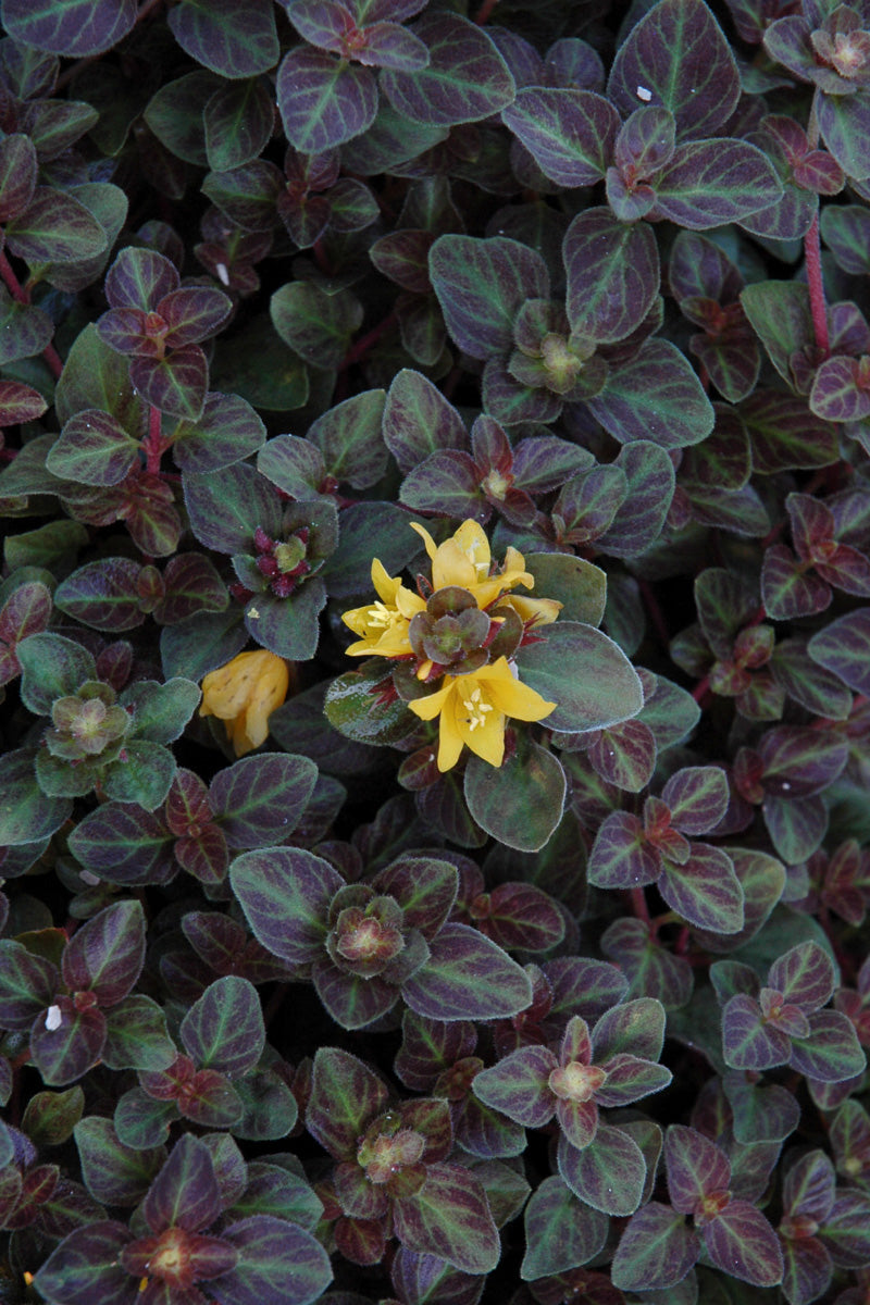 Lysimachia, Creeping Jenny Midnight