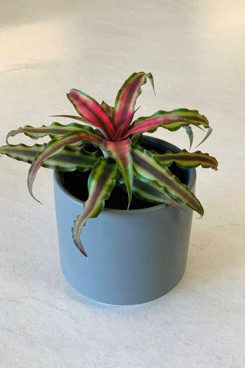 Bromeliad, Earth Star Hybrids 4"