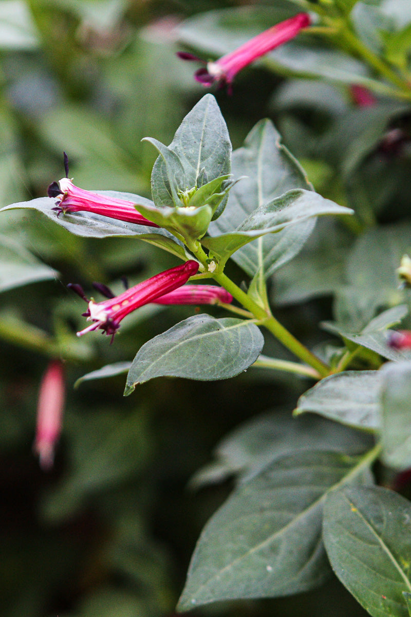 Cuphea, Cubano Cristo