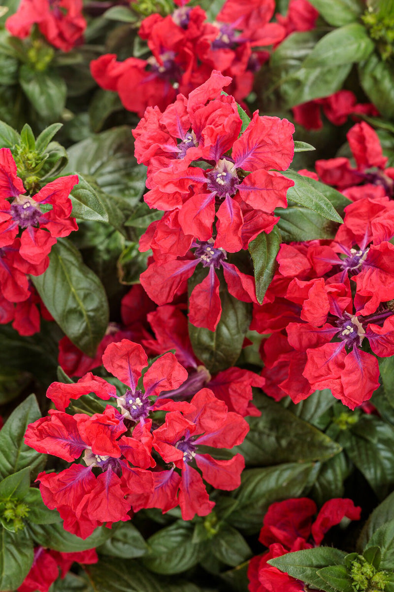 Cuphea, Totally Tempted Richly Red