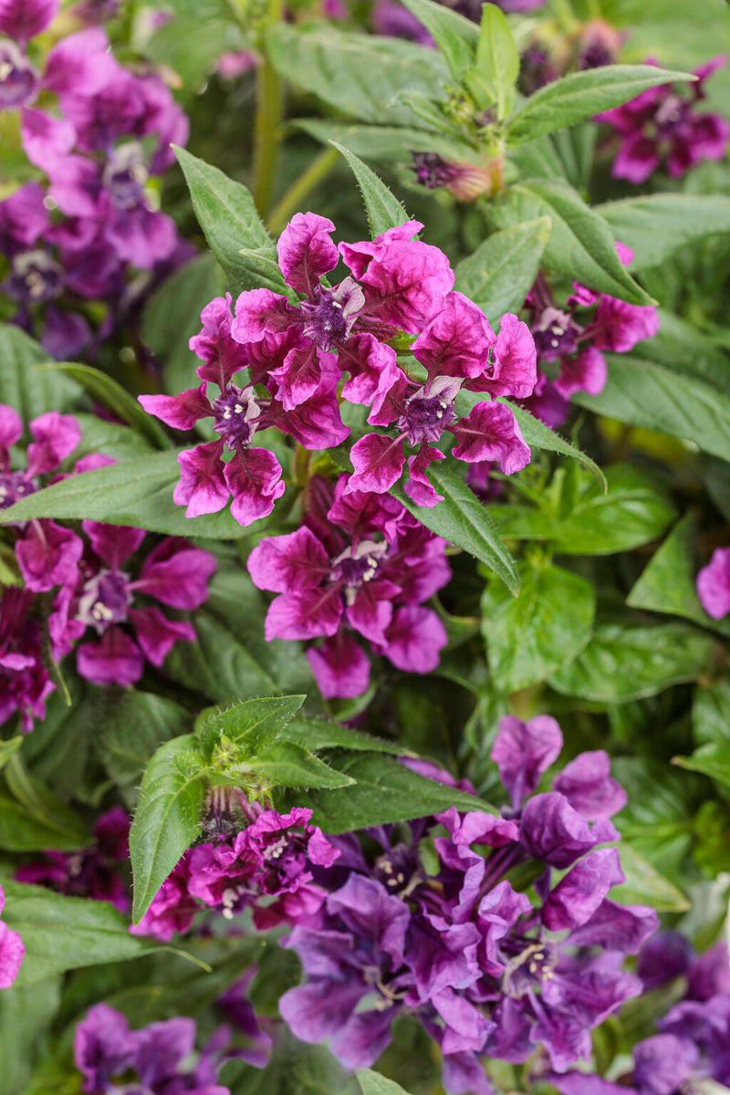 Cuphea, Totally Tempted Vivid Violet