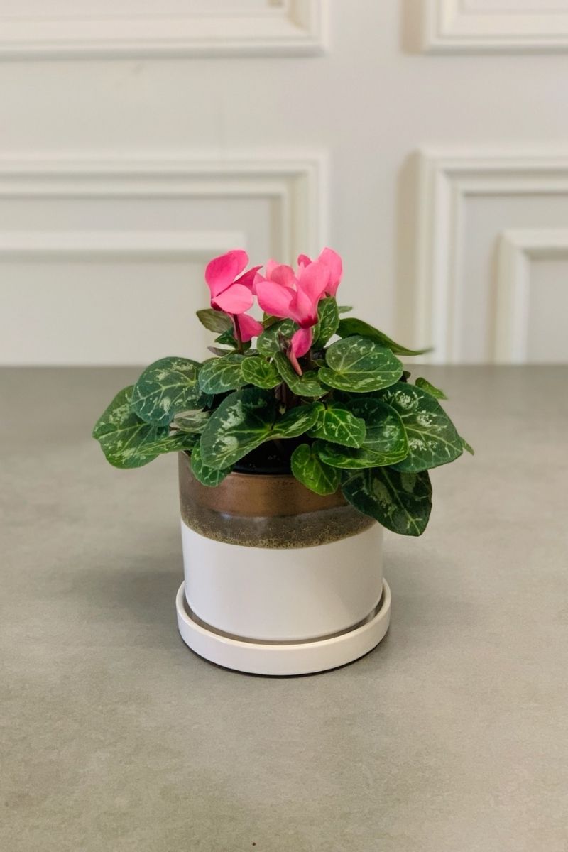 Cyclamen, Pink 4"