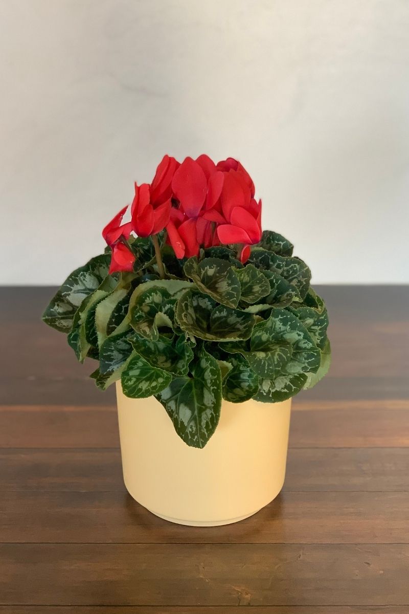 Cyclamen, Red 6"