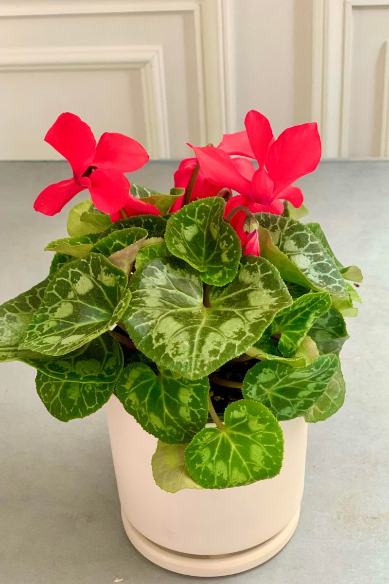 Cyclamen, Red 4.5"