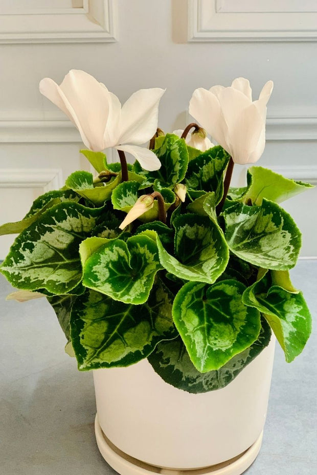 Cyclamen, White 6"