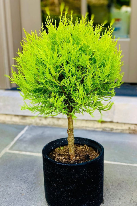 Lemon Cypress, 6" Topiary