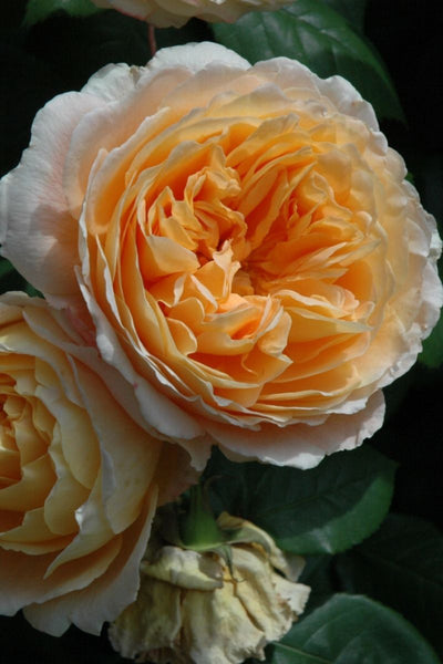 Rose, Crown Prncss Marg