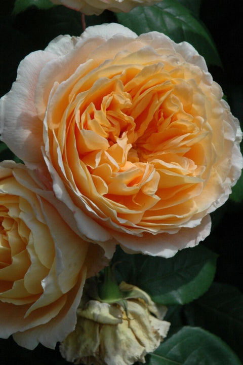 Rose, Crown Princess Margareta