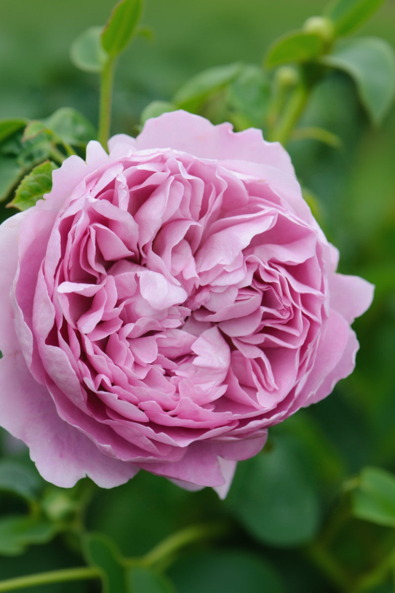 Rose, Charles Rennie Mackintosh