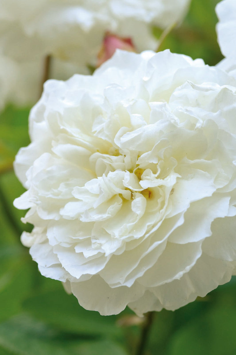 Rose, Susan William-Ellis