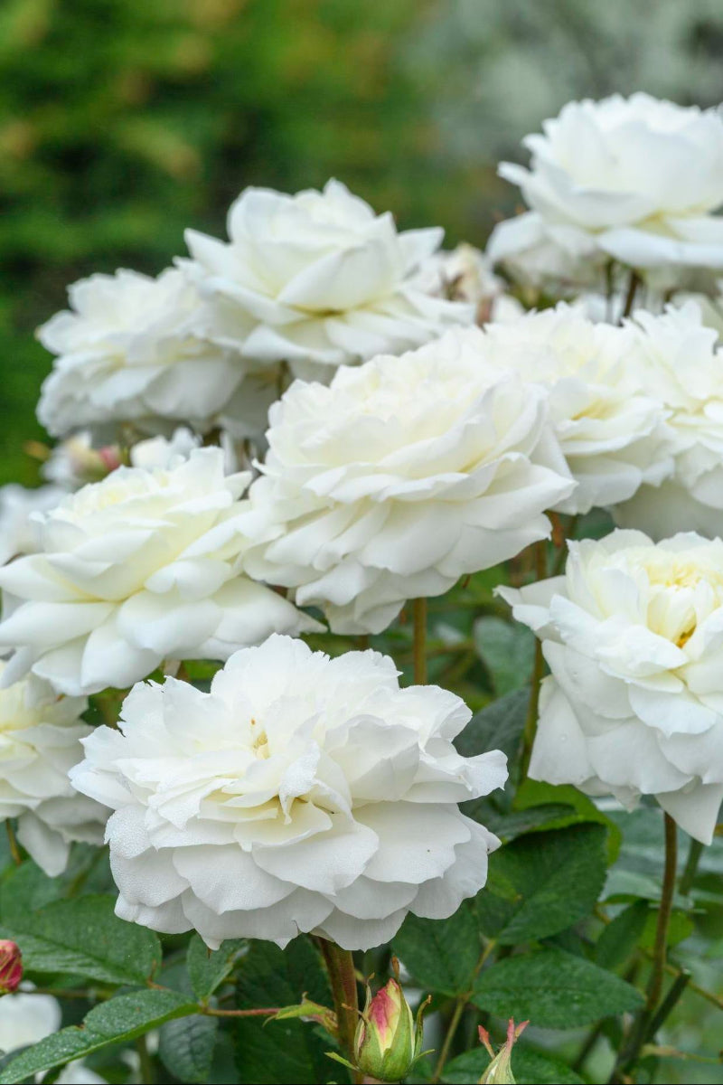 Rose, Susan William-Ellis