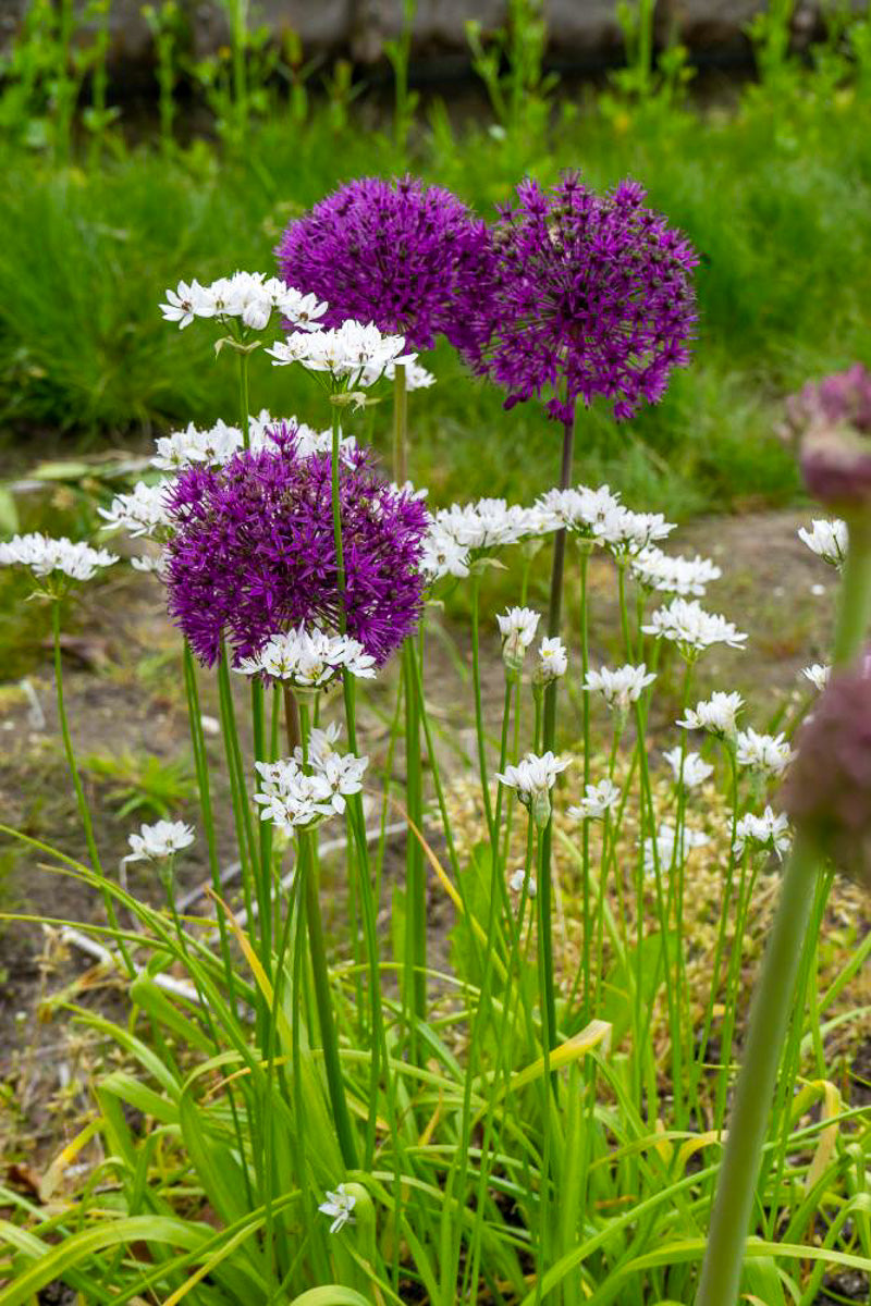 DeVroomen Allium Aflatunense Purple Sensation 5 Pack Chalet