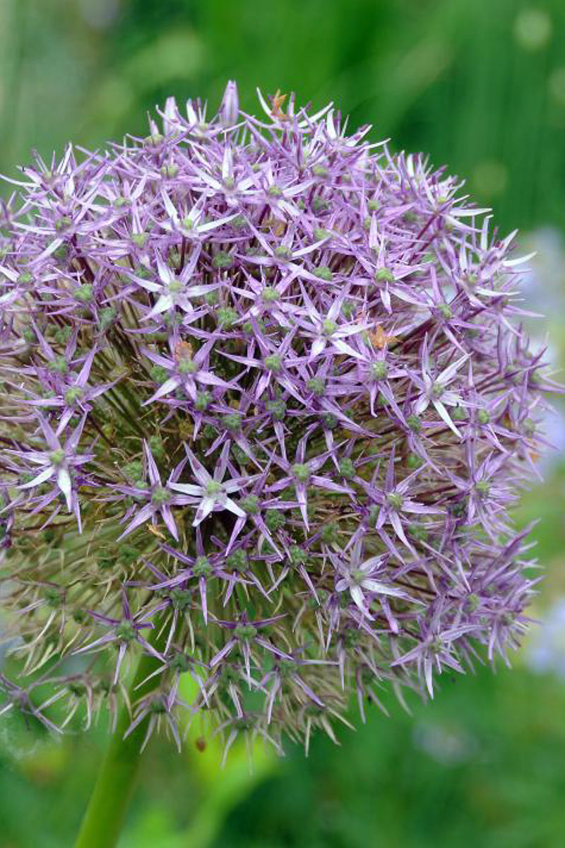 DeVroomen Allium Aflatunense Purple Sensation Bulbs 5/Pack
