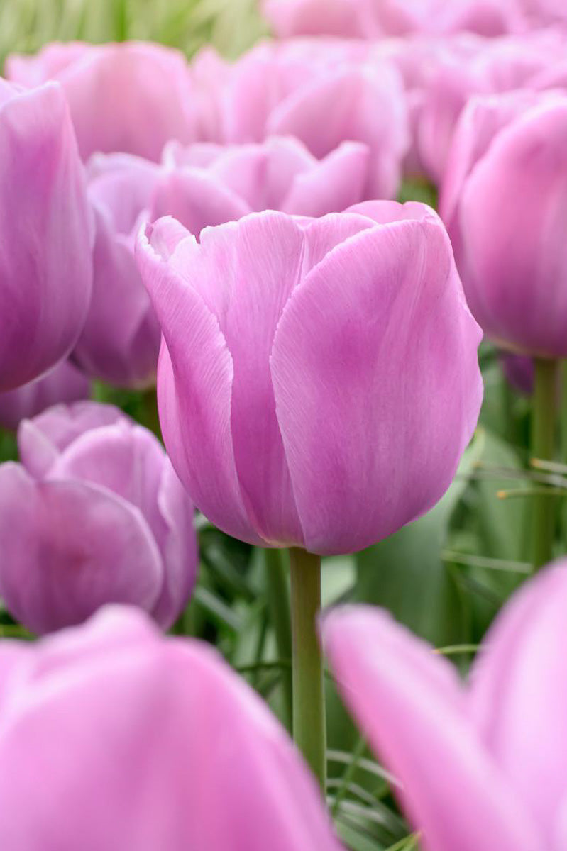 DeVroomen Alibi Tulips Triumph Bulbs 5/Pack
