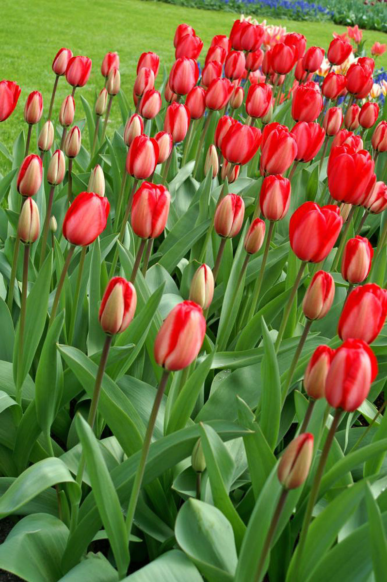 DeVroomen Tulips Darwin Hybrid Apeldoom Bulbs 5/Pack