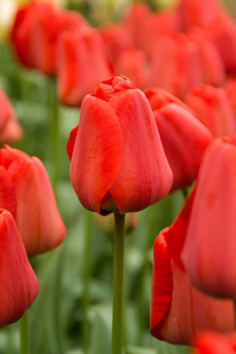 DeVroomen Tulips Darwin Hybrid Apeldoom Bulbs 5/Pack