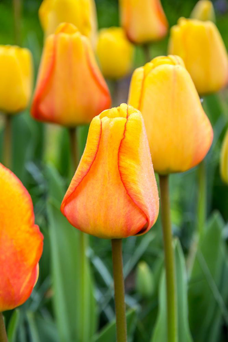 DeVroomen Tulips Darwin Hybrid Blushing Apeldoom Bulbs 5/Pack