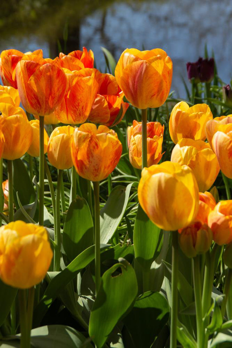 DeVroomen Tulips Darwin Hybrid Blushing Apeldoom Bulbs 5/Pack