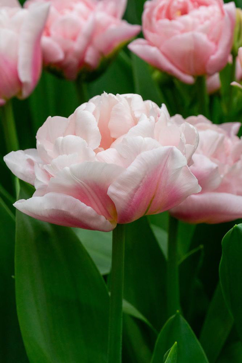 DeVroomen Tulips Double Early Dreamer Bulbs 5/Pack