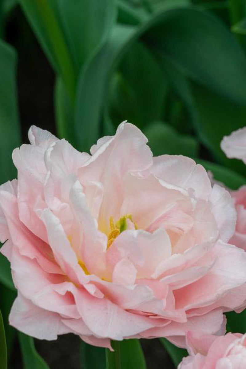 DeVroomen Tulips Double Early Dreamer Bulbs 5/Pack