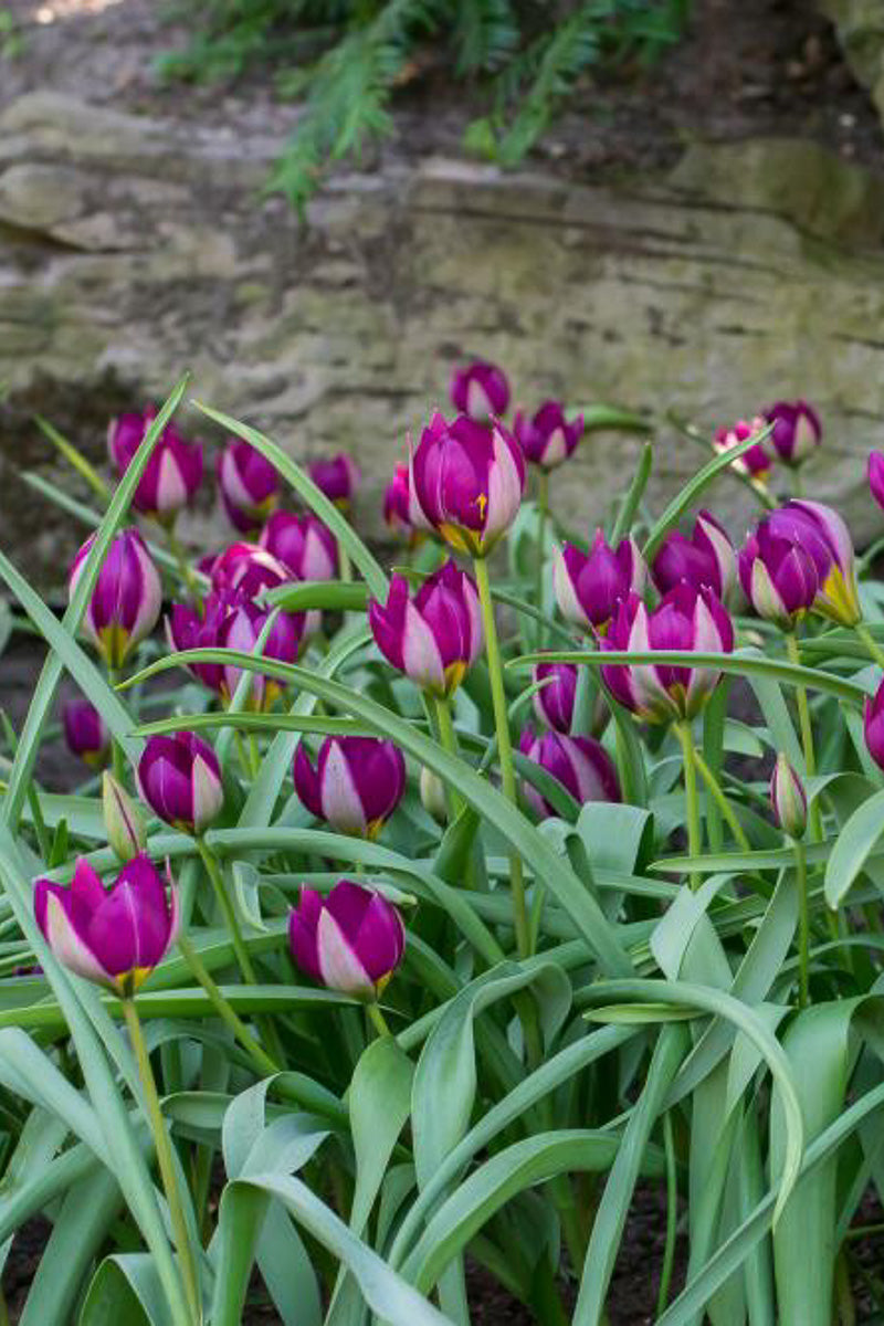 DeVroomen Tulips Specialty Humilis Persian Pearl Bulbs 10/Pack
