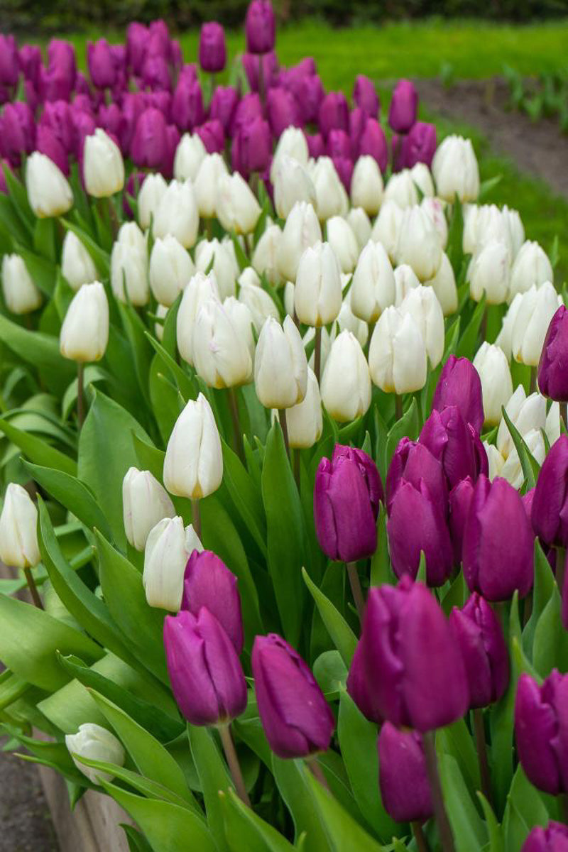 DeVroomen Purple Prince Tulips Single Early Bulbs 12/Pack