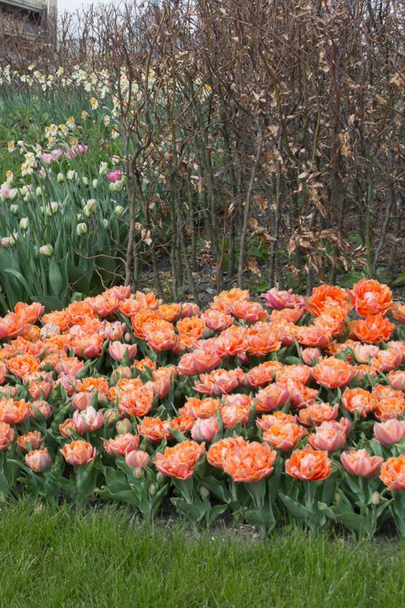 DeVroomen Royal Centennial Tulip Double Late 5 Pack Chalet